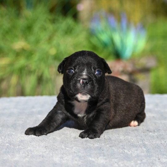 chiot Bulldog continental noir Elevage des Symphonies d'arlequin