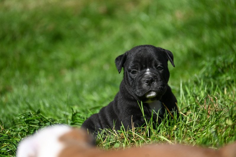 A little time Des Symphonies d'arlequin Mâle Bulldog continental A little time Des Symphonies d'arlequin Mâle Bulldog continental