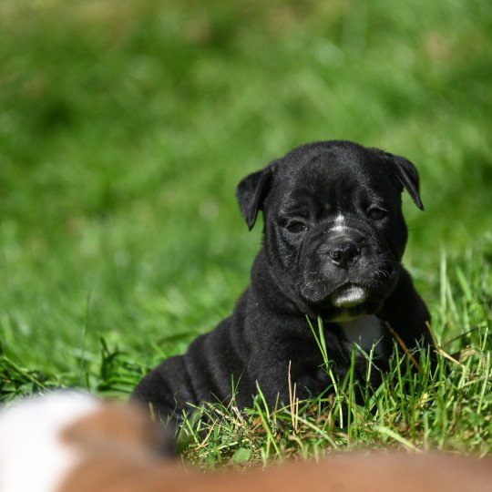 A little time Des Symphonies d'arlequin Mâle Bulldog continental