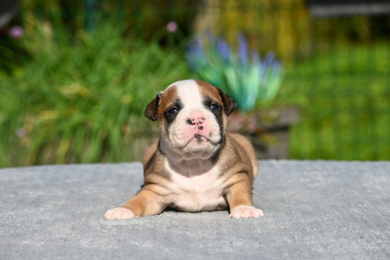 A little soul Des Symphonies d'arlequin Femelle Bulldog continental