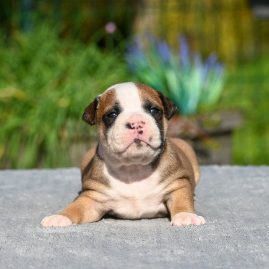 chiot Bulldog continental fauve Elevage des Symphonies d'arlequin