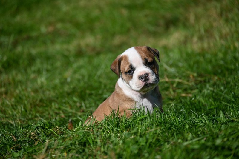 A little soul Des Symphonies d'arlequin Femelle Bulldog continental A little soul Des Symphonies d'arlequin Femelle Bulldog continental