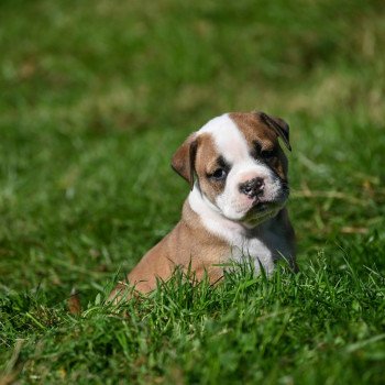 chiot Bulldog continental fauve A little soul Elevage des Symphonies d'arlequin chiot Bulldog continental fauve A little soul Elevage des Symphonies d'arlequin
