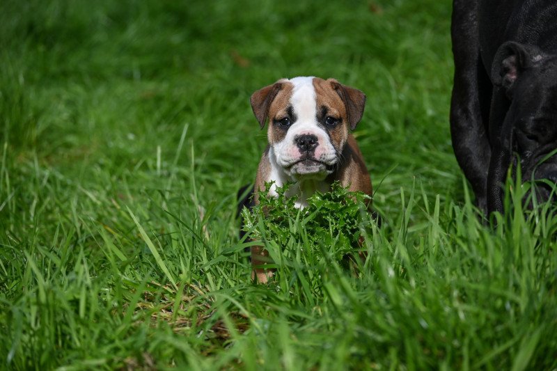 A little soul Des Symphonies d'arlequin Femelle Bulldog continental