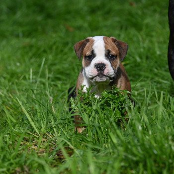 chiot Bulldog continental fauve A little soul Elevage des Symphonies d'arlequin