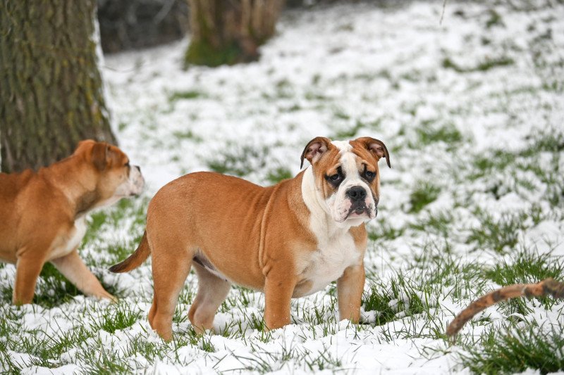 A little soul Des Symphonies d'arlequin Femelle Bulldog continental