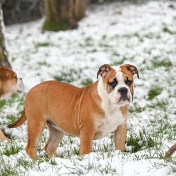 chiot Bulldog continental fauve A little soul Elevage des Symphonies d'arlequin
