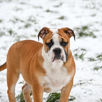 chiot Bulldog continental fauve A little soul Elevage des Symphonies d'arlequin