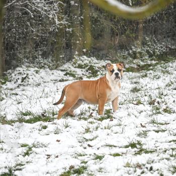 chiot Bulldog continental fauve A little soul Elevage des Symphonies d'arlequin