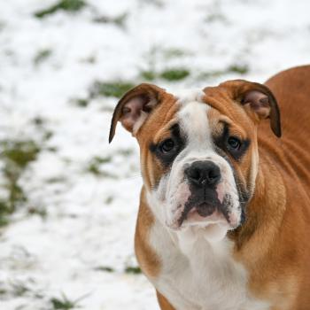 chiot Bulldog continental fauve A little soul Elevage des Symphonies d'arlequin