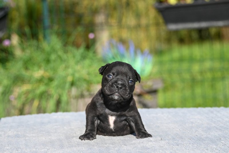 A little space Des Symphonies d'arlequin Femelle Bulldog continental