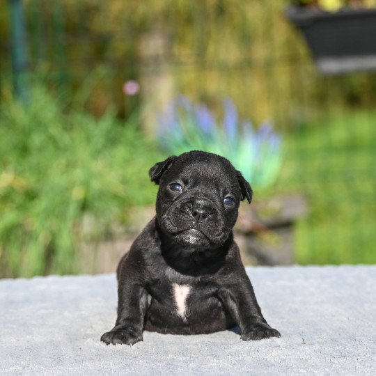 chiot Bulldog continental noire Elevage des Symphonies d'arlequin