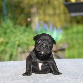 chiot Bulldog continental noire Elevage des Symphonies d'arlequin