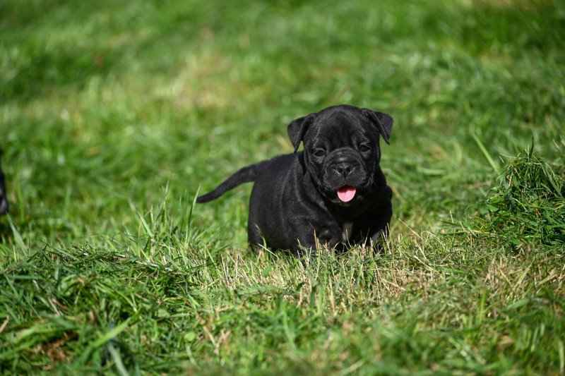 A little space Des Symphonies d'arlequin Femelle Bulldog continental A little space Des Symphonies d'arlequin Femelle Bulldog continental