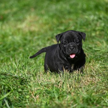 chiot Bulldog continental noire A little space Elevage des Symphonies d'arlequin chiot Bulldog continental noire A little space Elevage des Symphonies d'arlequin