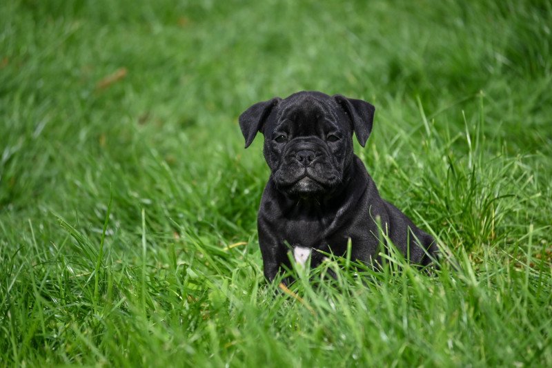 A little space Des Symphonies d'arlequin Femelle Bulldog continental