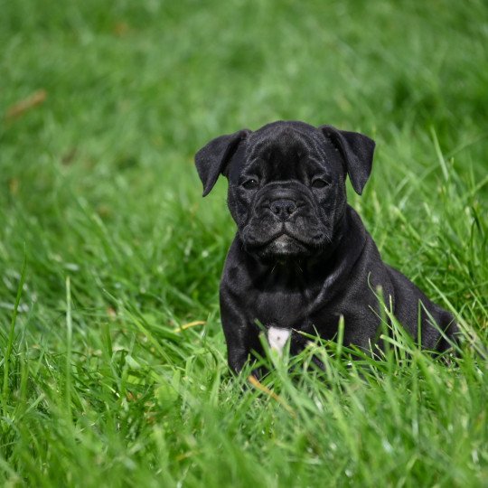 chiot Bulldog continental noire A little space Elevage des Symphonies d'arlequin