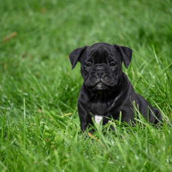 chiot Bulldog continental noire A little space Elevage des Symphonies d'arlequin