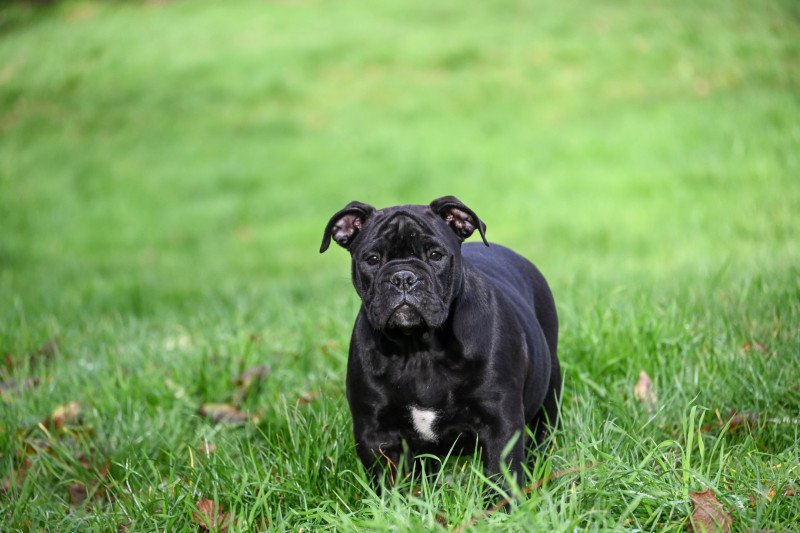 A little space Des Symphonies d'arlequin Femelle Bulldog continental