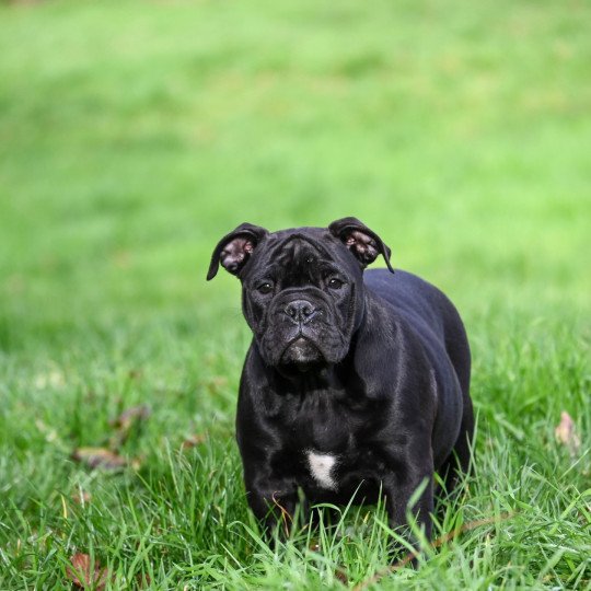 A little space Des Symphonies d'arlequin Femelle Bulldog continental