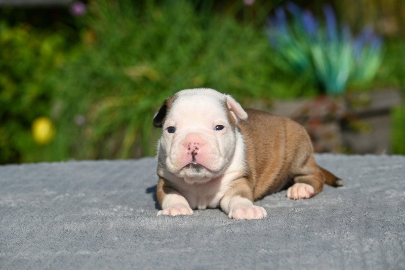 A little while Des Symphonies d'arlequin Mâle Bulldog continental