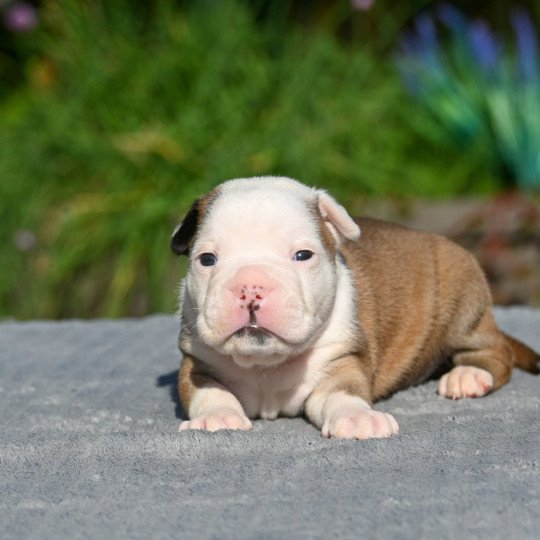 chiot Bulldog continental fauve Elevage des Symphonies d'arlequin