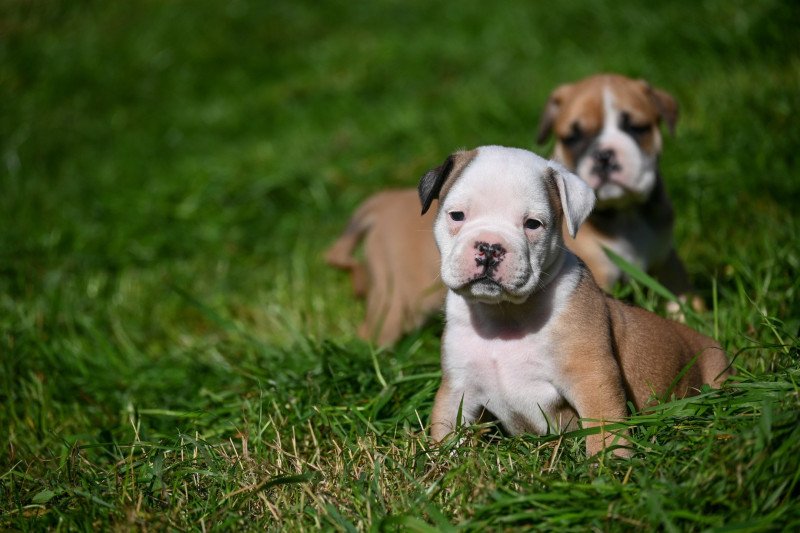 A little while Des Symphonies d'arlequin Mâle Bulldog continental A little while Des Symphonies d'arlequin Mâle Bulldog continental