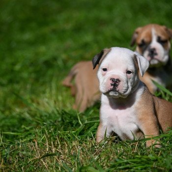 A little while Des Symphonies d'arlequin Mâle Bulldog continental