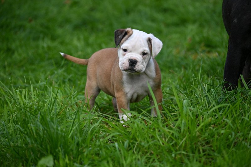 A little while Des Symphonies d'arlequin Mâle Bulldog continental