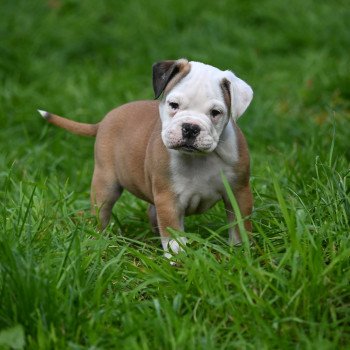 chiot Bulldog continental fauve A little while Elevage des Symphonies d'arlequin
