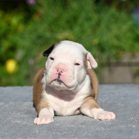 chiot Bulldog continental fauve Elevage des Symphonies d'arlequin