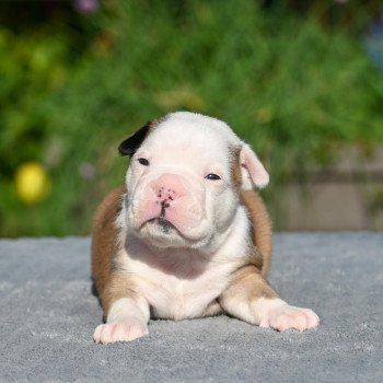 chiot Bulldog continental fauve Elevage des Symphonies d'arlequin