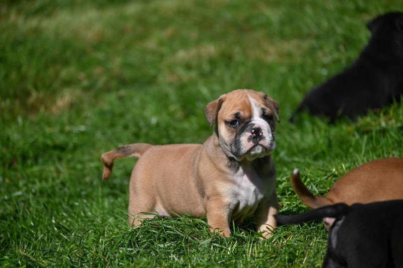 A little of you Des Symphonies d'arlequin Mâle Bulldog continental A little of you Des Symphonies d'arlequin Mâle Bulldog continental
