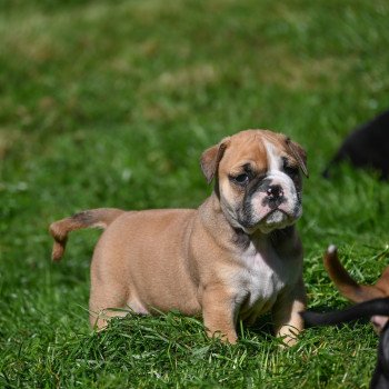 A little of you Des Symphonies d'arlequin Mâle Bulldog continental