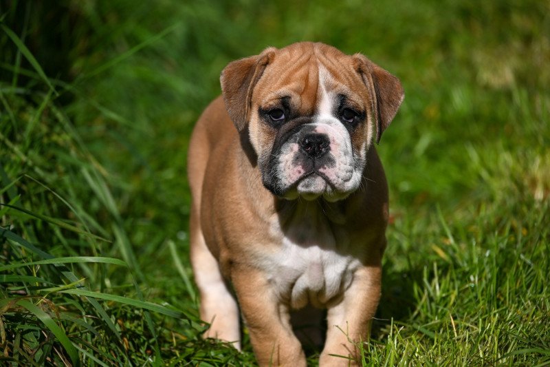 A little of you Des Symphonies d'arlequin Mâle Bulldog continental