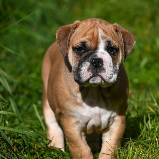 A little of you Des Symphonies d'arlequin Mâle Bulldog continental