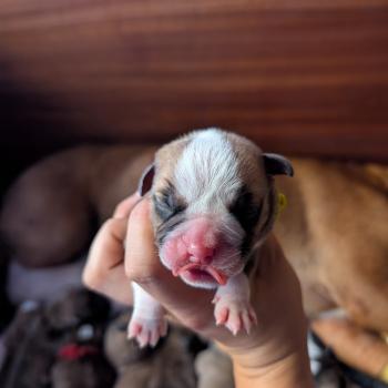 chiot Bulldog continental Elevage des Symphonies d'arlequin