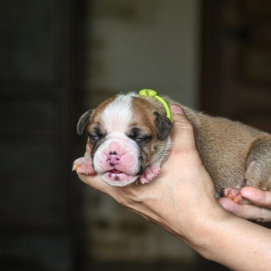 chiot Bulldog continental fauve Beautiful Night Elevage des Symphonies d'arlequin
