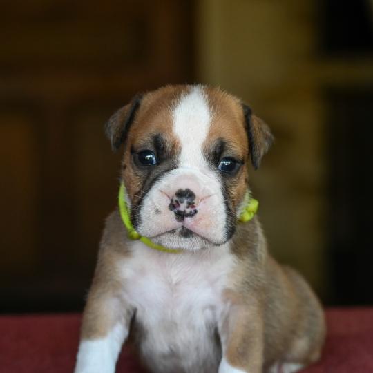 chiot Bulldog continental fauve Beautiful Night Elevage des Symphonies d'arlequin