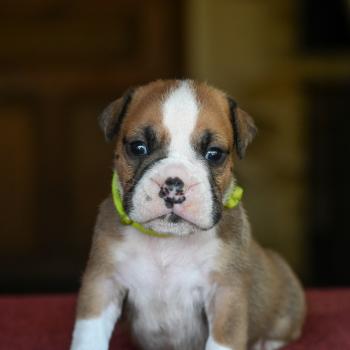 chiot Bulldog continental fauve Beautiful Night Elevage des Symphonies d'arlequin