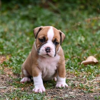 chiot Bulldog continental fauve Beautiful Night Elevage des Symphonies d'arlequin