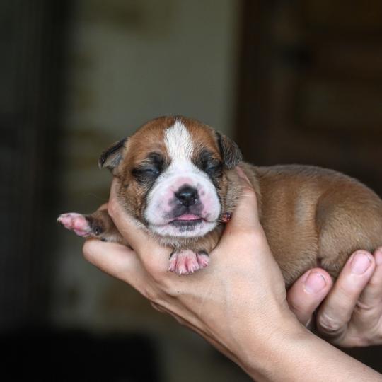 chiot Bulldog continental fauve Beautiful soul Elevage des Symphonies d'arlequin