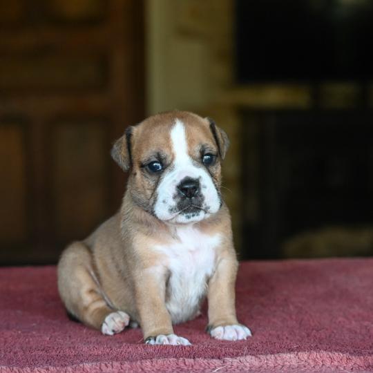 chiot Bulldog continental fauve Beautiful soul Elevage des Symphonies d'arlequin