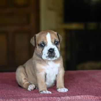chiot Bulldog continental fauve Beautiful soul Elevage des Symphonies d'arlequin