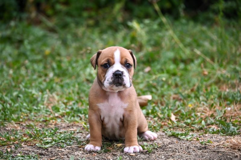 Beautiful soul Des Symphonies d'arlequin Femelle Bulldog continental