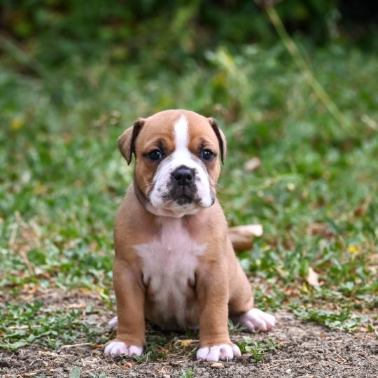 chiot Bulldog continental fauve Beautiful soul Elevage des Symphonies d'arlequin