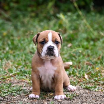 chiot Bulldog continental fauve Beautiful soul Elevage des Symphonies d'arlequin