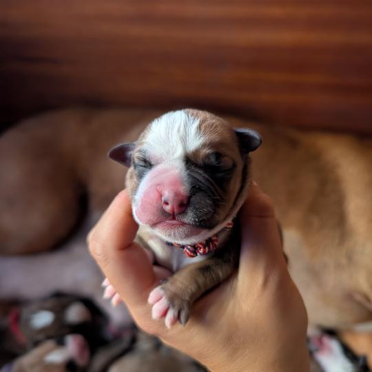 chiot Bulldog continental Elevage des Symphonies d'arlequin