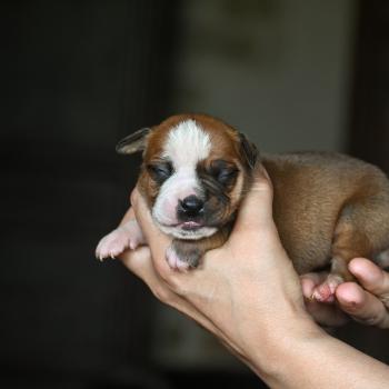 chiot Bulldog continental fauve Beautiful world Elevage des Symphonies d'arlequin