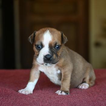 chiot Bulldog continental fauve Beautiful world Elevage des Symphonies d'arlequin
